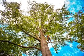 How Our Tree Care Process Works  in  Amery, WI