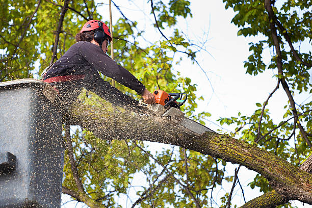 Reliable Amery, WI Tree Removal Solutions